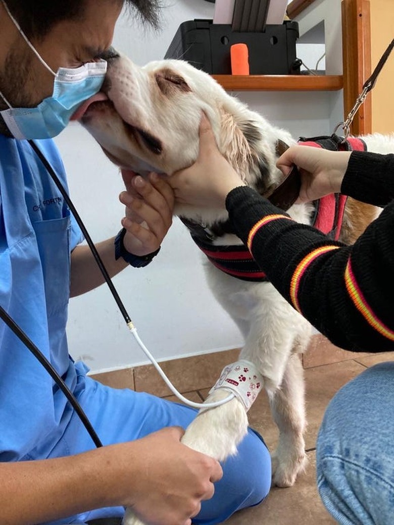 A dog kisses a veterinarian during a check-up.