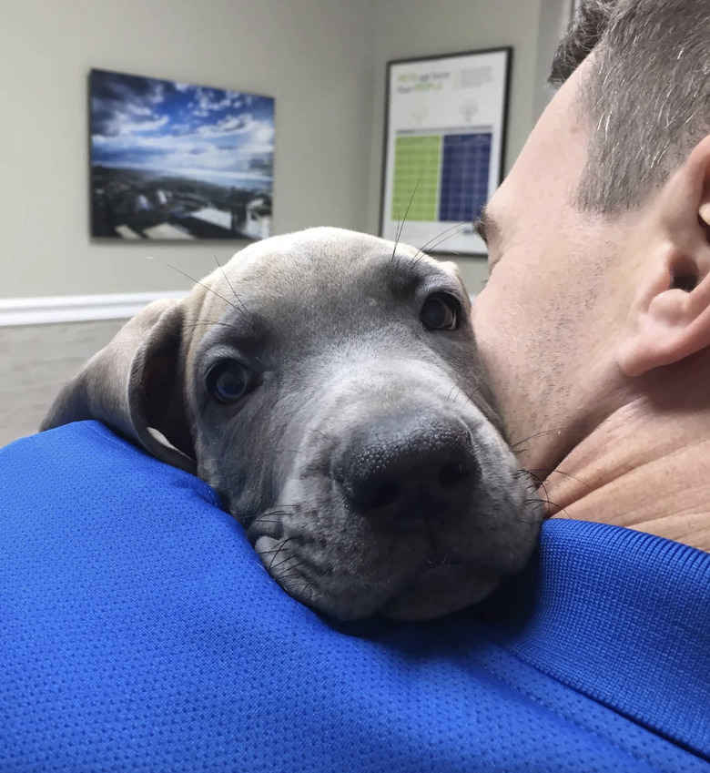 A veterinarian holding a puppy on his shoulder.