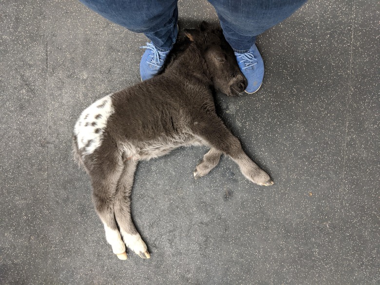 A horse foal falls asleep at the feet of a veterinarian.