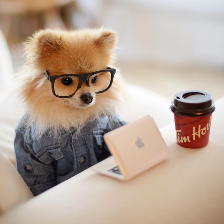 Pomeranian in hipster glasses with a laptop and coffee