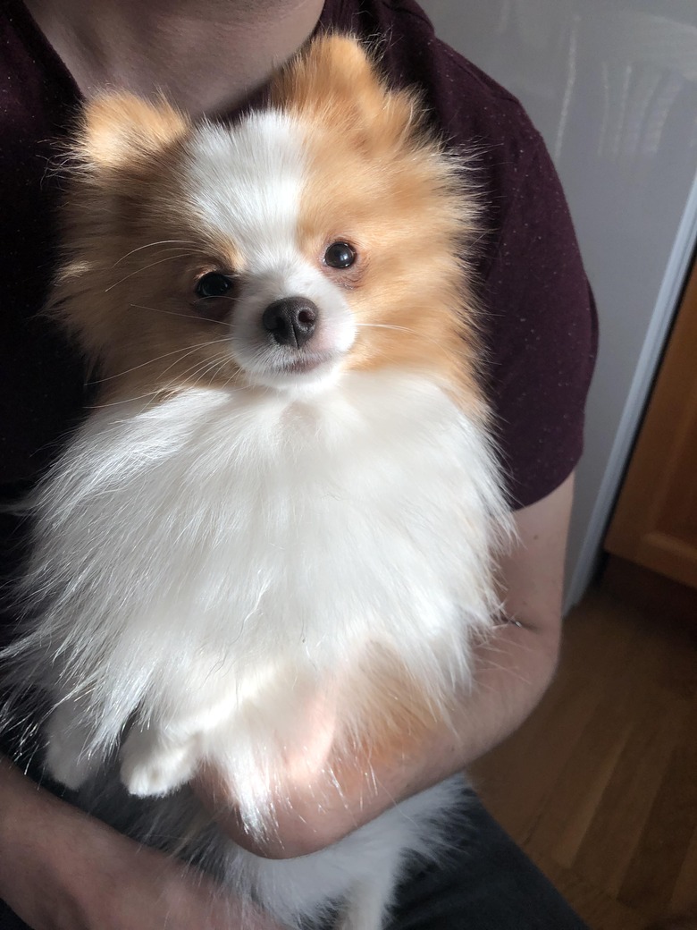 Pomeranian puppy