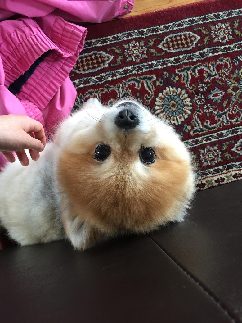 Pomeranian looking up at camera