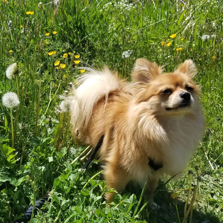 Pomeranian in a field of dandelions