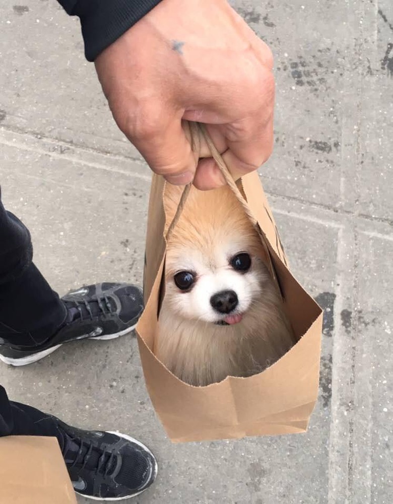 Pomeranian being carried in a paper bag.