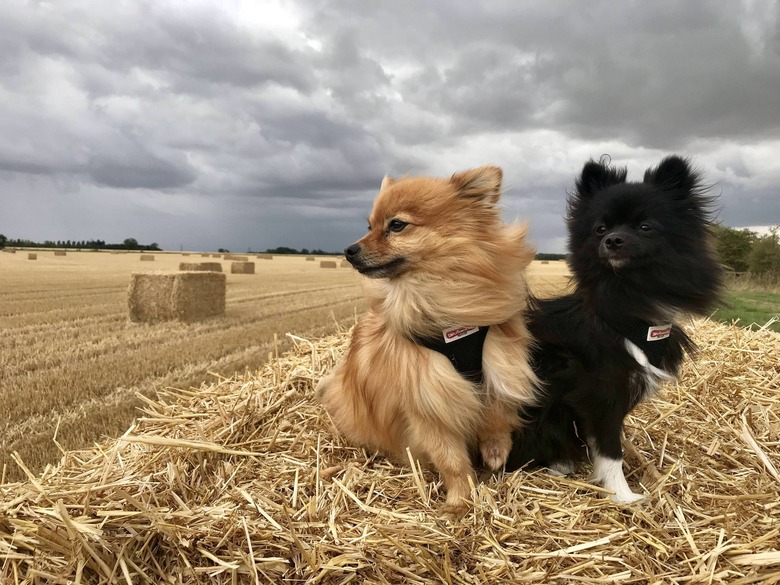 Two Pomeranians in a field