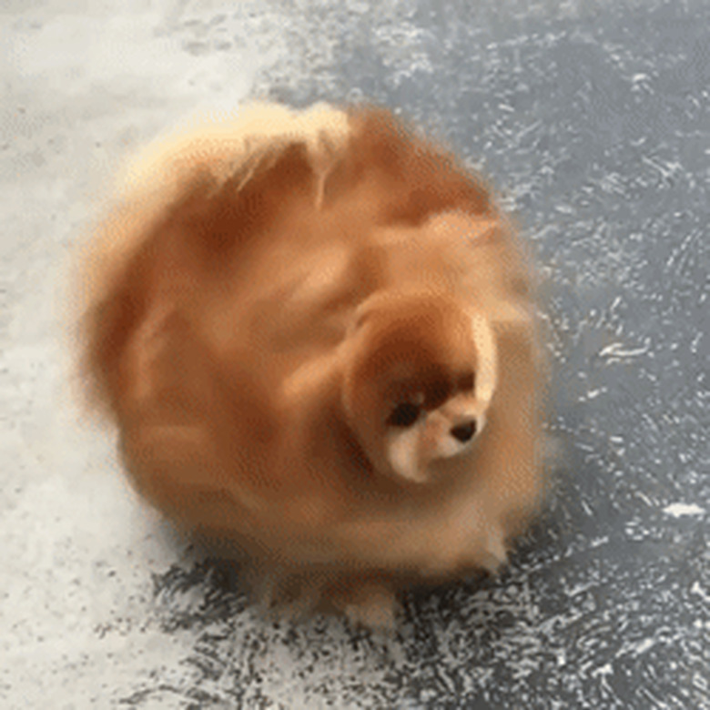 pomeranian shakes coat in slow motion