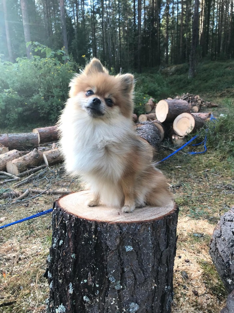 Pomeranian standing on a tree stump