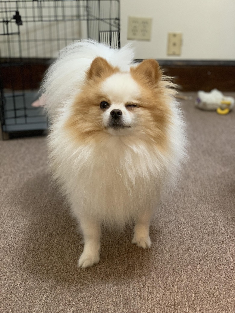 Pomeranian winking