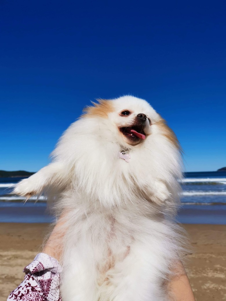 Pomeranian on the beach