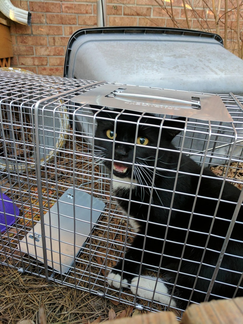 cat trips possum trap