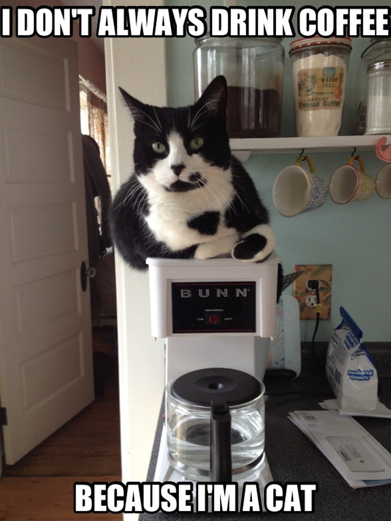 Cat sitting on coffee maker