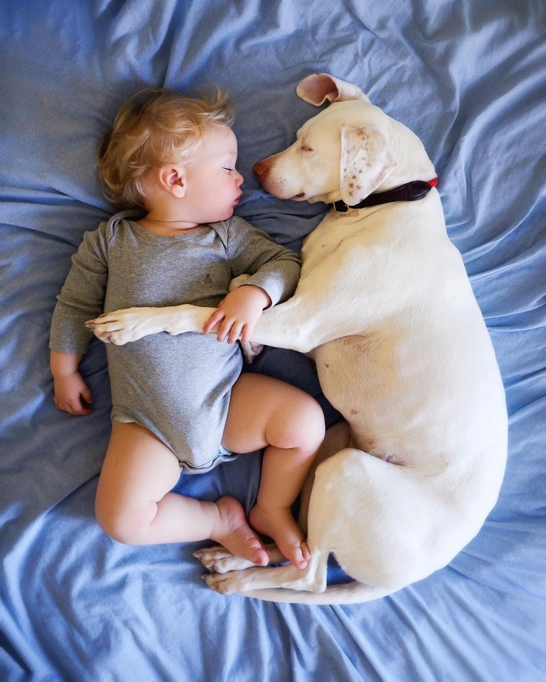 dog and baby cuddle