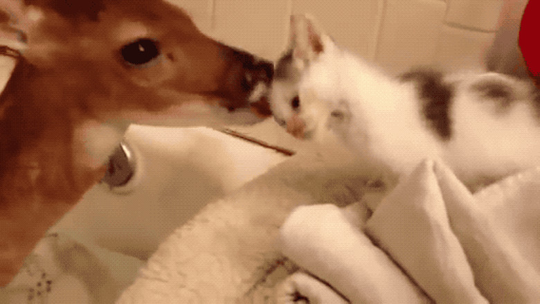 19 Of The Most Heartwarming Animal Moments Ever