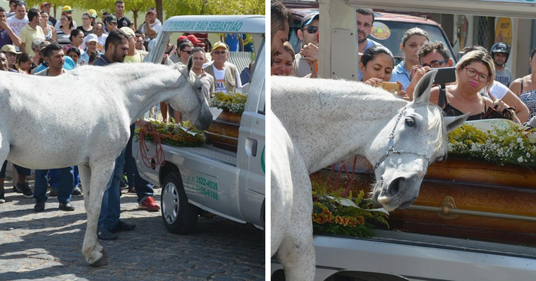 19 Of The Most Heartwarming Animal Moments Ever