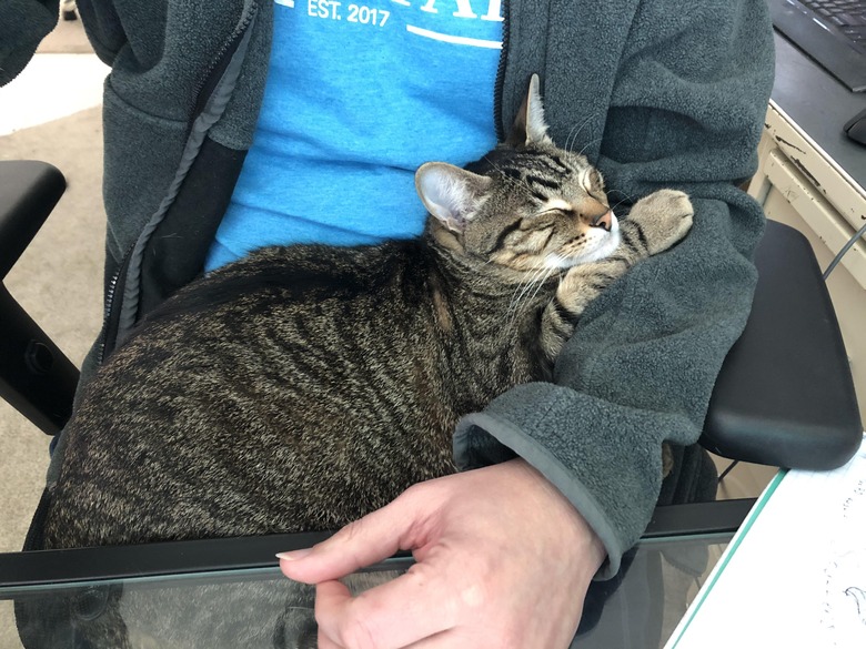 cat sleeps in human's lap