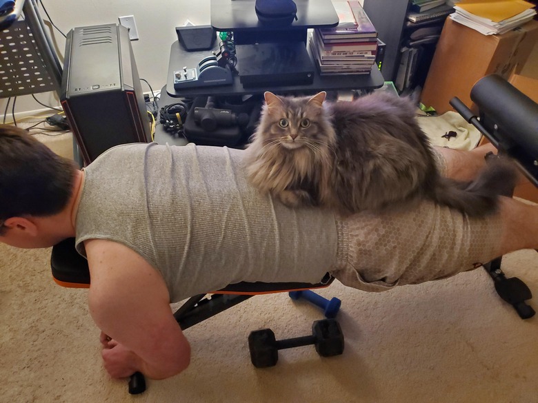 cat loafing on man's back