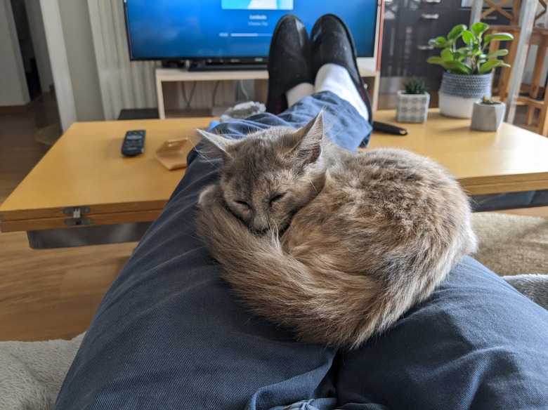 cat curled up on person's lap