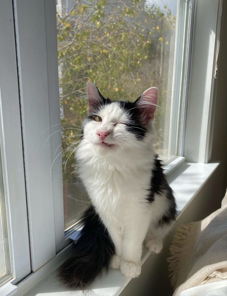 Black and white cat sitting by a window and about to sneeze.