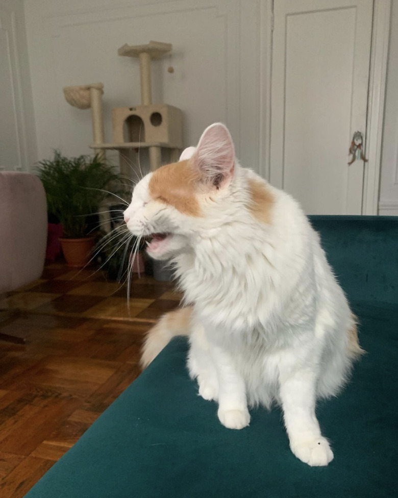 Ginger and white cat sitting on a dark turquoise couch and sneezing.