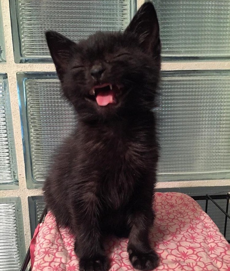 Black kitten sneezing.