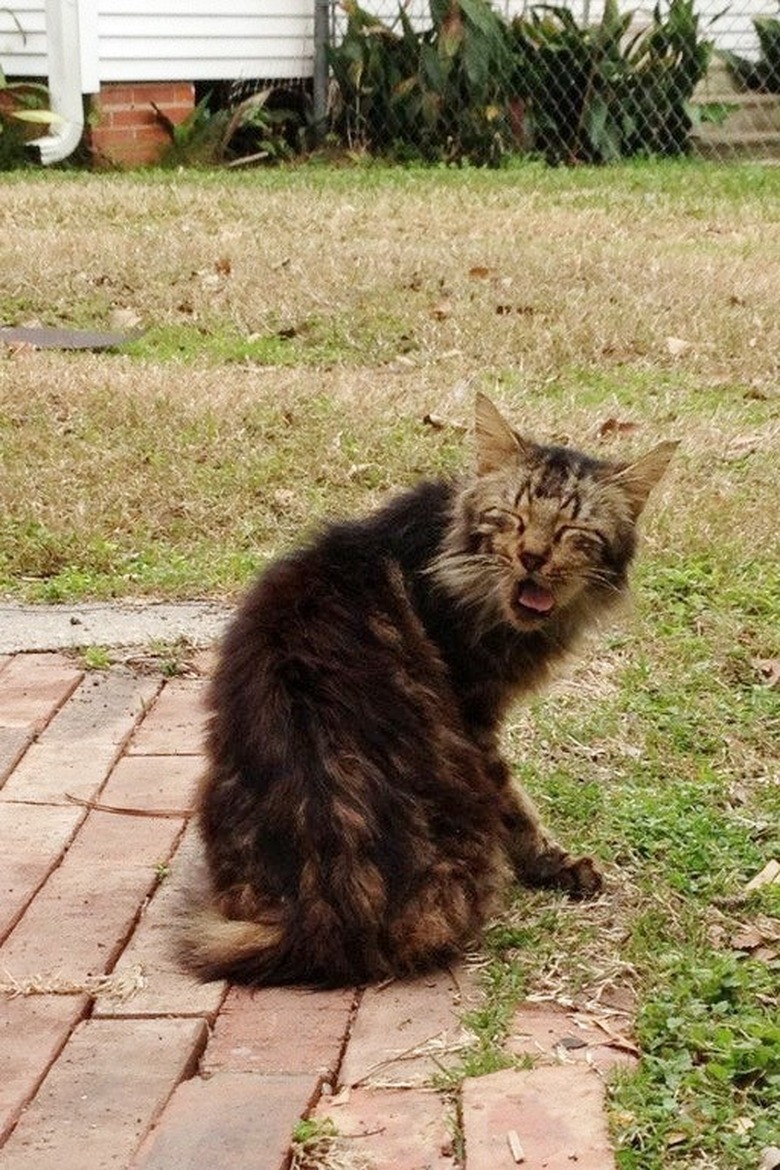 Cat about to sneeze while in a backyard.