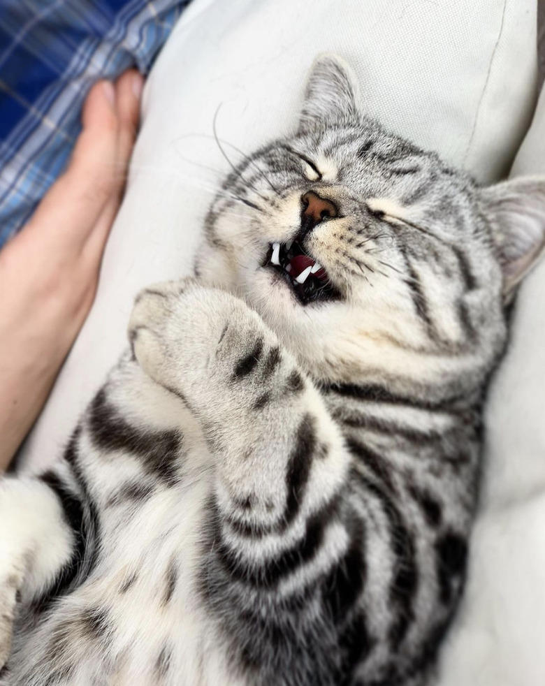 Cat sitting in their pet parent's lap about to sneeze.