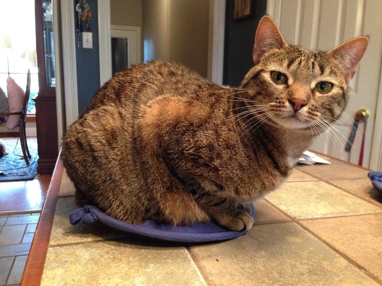 cat sitting on counter isn't actually touching counter