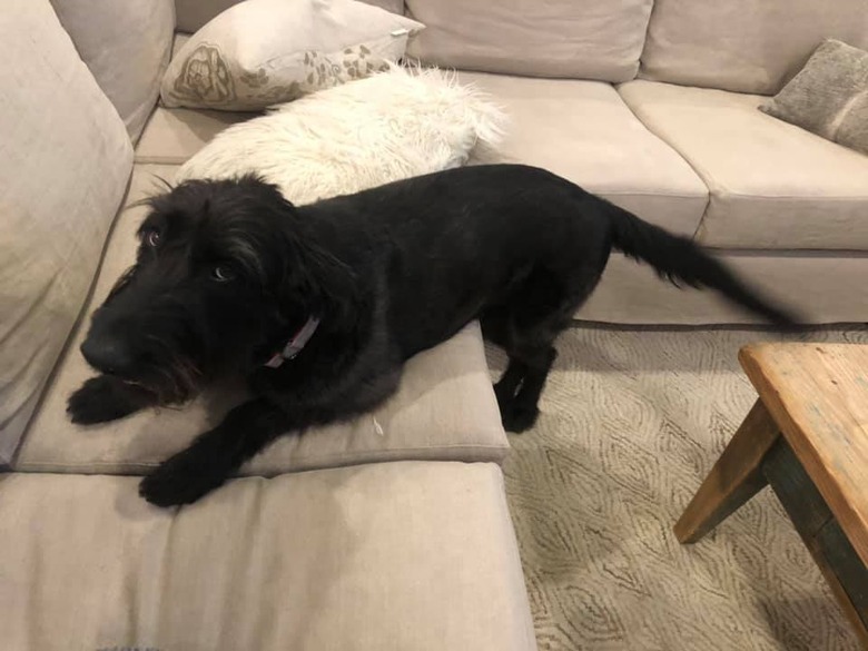 dog with guilty eyes knows he shouldn't be on the couch