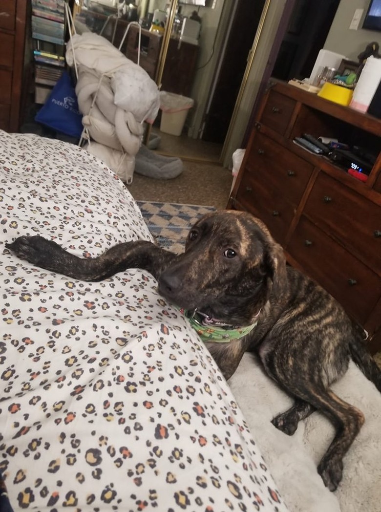 dog with paw on bed breaking no bed rule