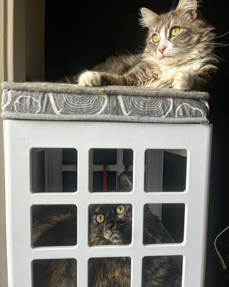 Two cats have switched sleeping spots on a double level cat bed, and one cat is not happy about the change.