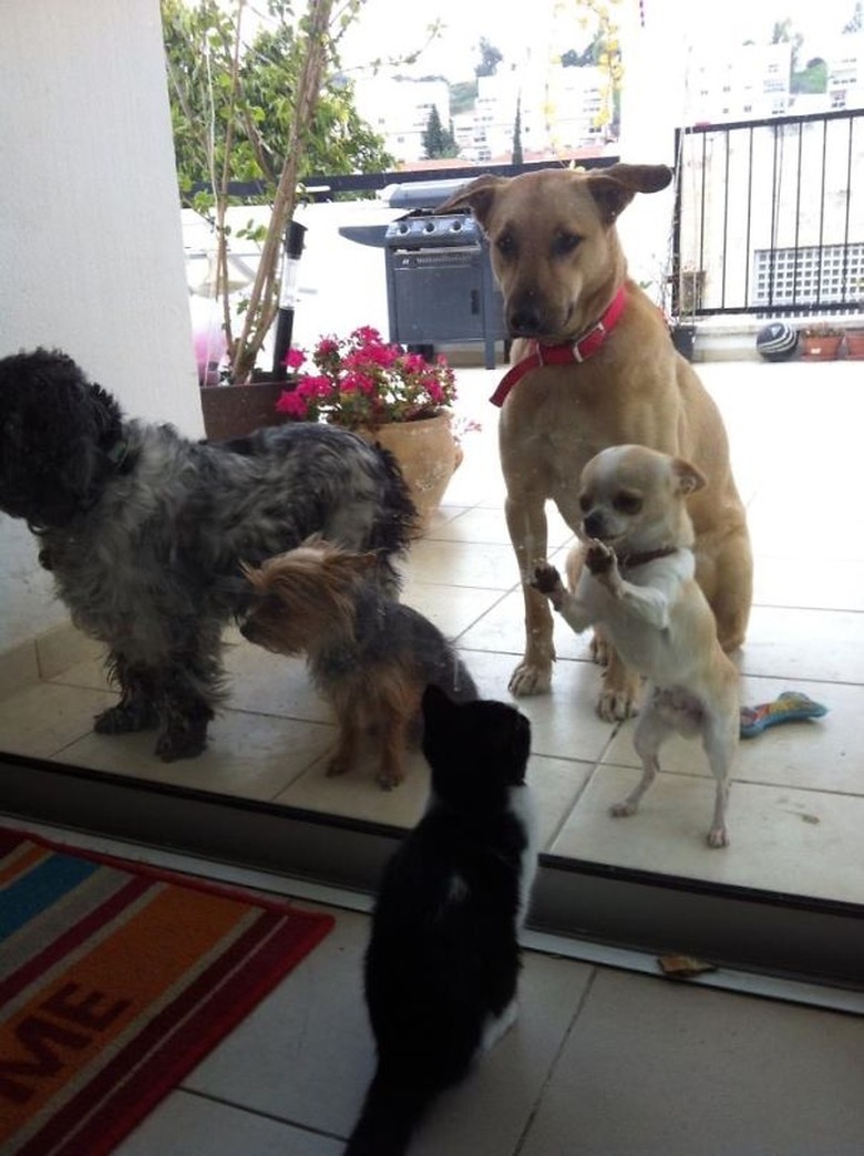 Four dogs looking through a window at a cat.