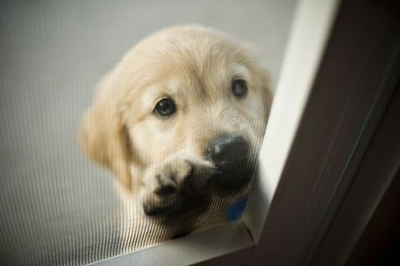 Puppy looking up through screen door.