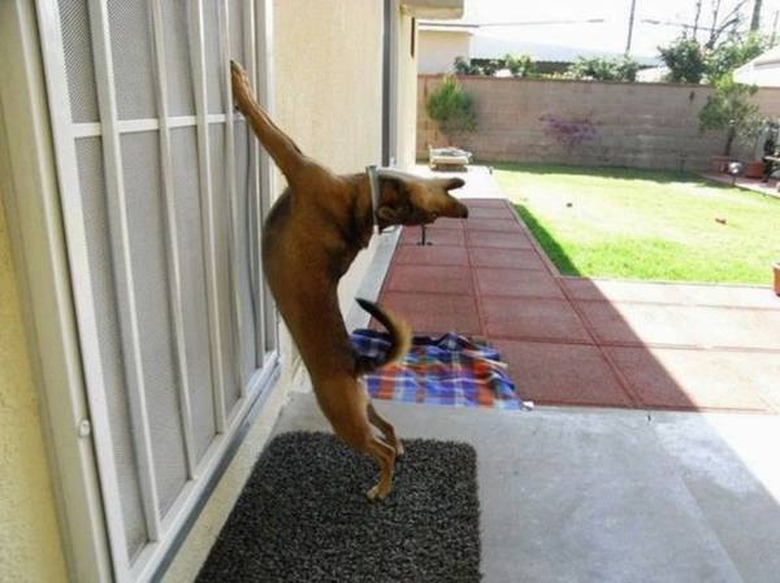 Dog stretching with front paws on screen door.