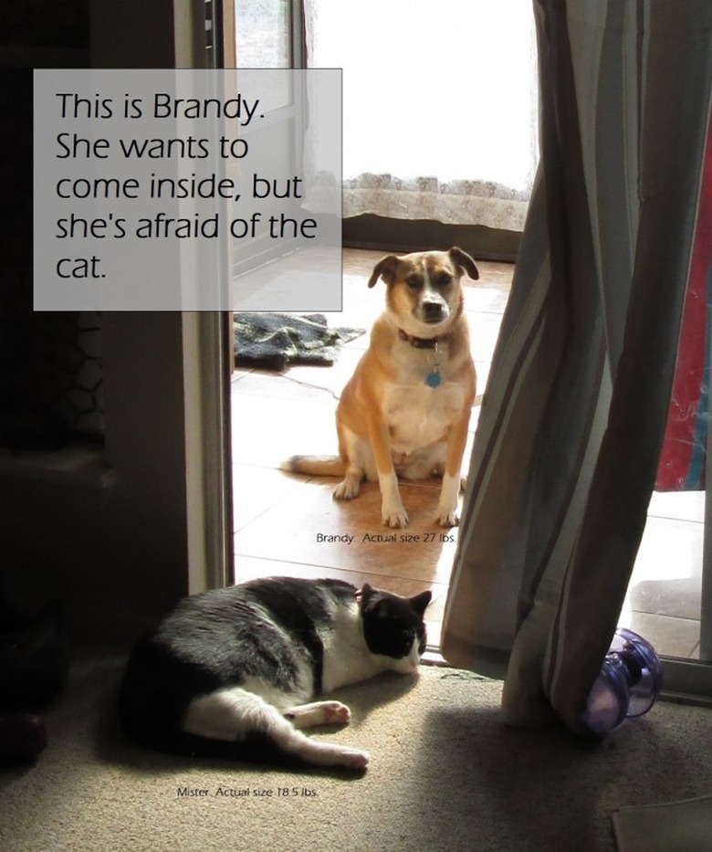 Dog looking through glass door at cat, caption: This is Brandy. She wants to come inside, but she's afraid of the cat.