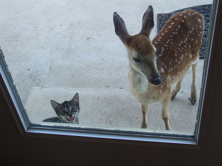 Cat and fawn looking through window.