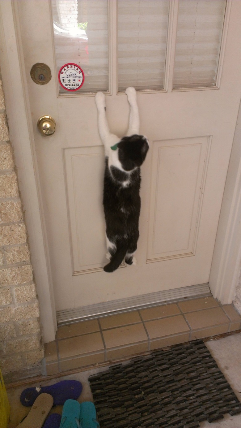 Cat clinging to front door.