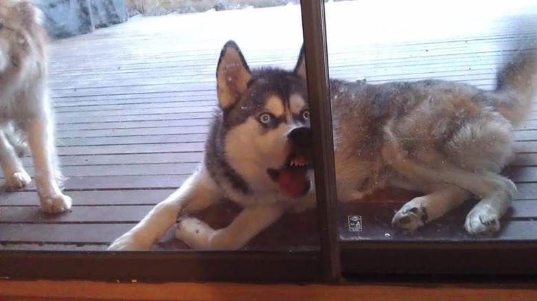 Dog with its nose pressed to glass door.