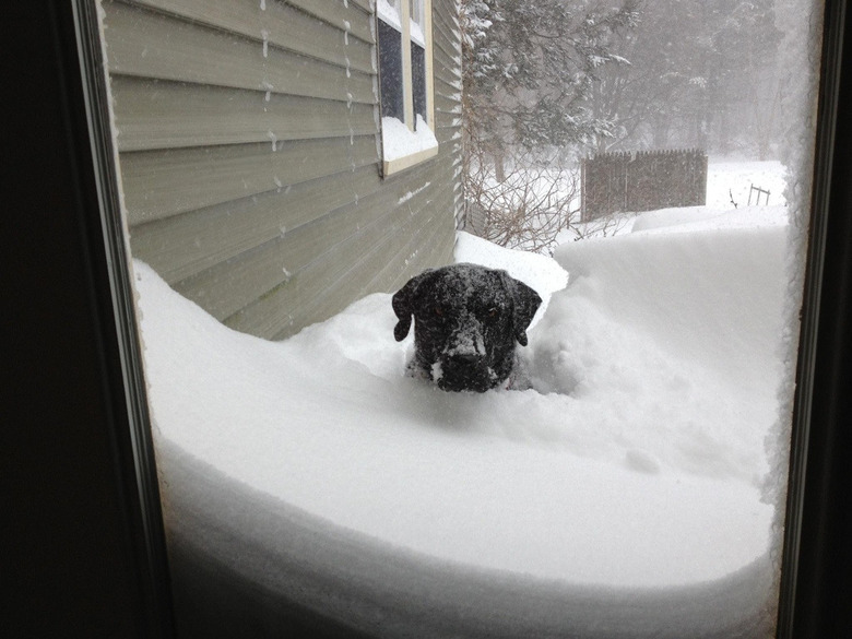 Dog covered in snow looking through window.