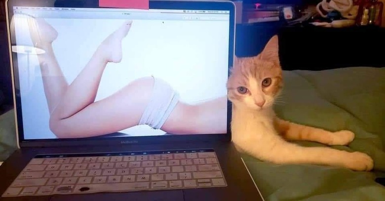 cat looks like a pinup model