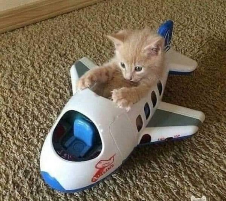 kitten piloting toy plane.