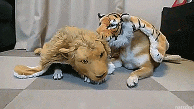 shiba inu dogs wearing lion and tiger costumes