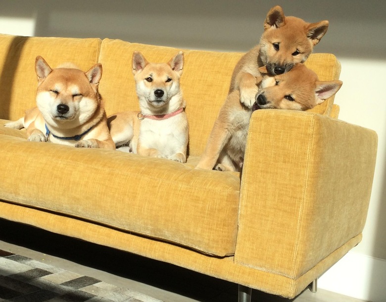 Family of Shiba Inus on a couch.