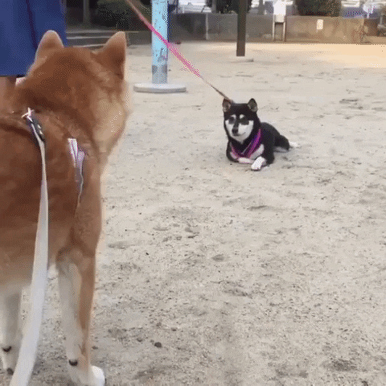 shiba inu crawl walks to meet other dog