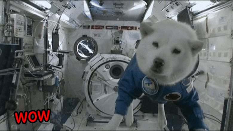 shiba inu dog floating in space