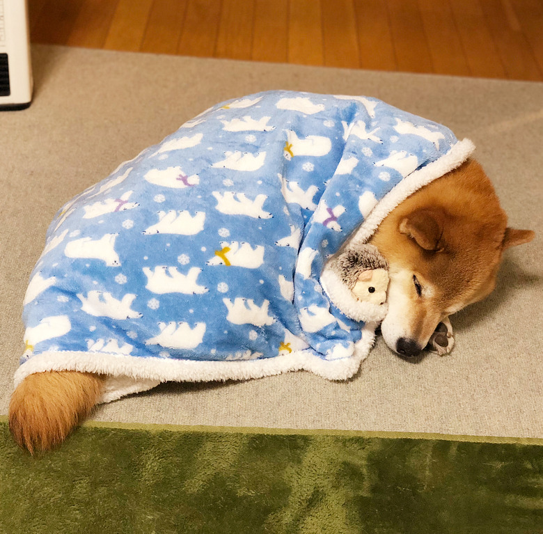 Shiba Inu tucked under blanket.