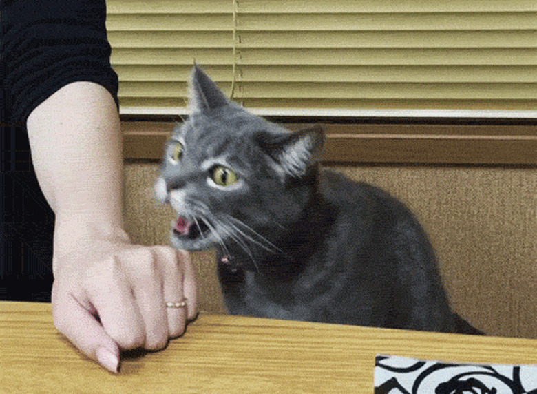 cat bites person's wrist