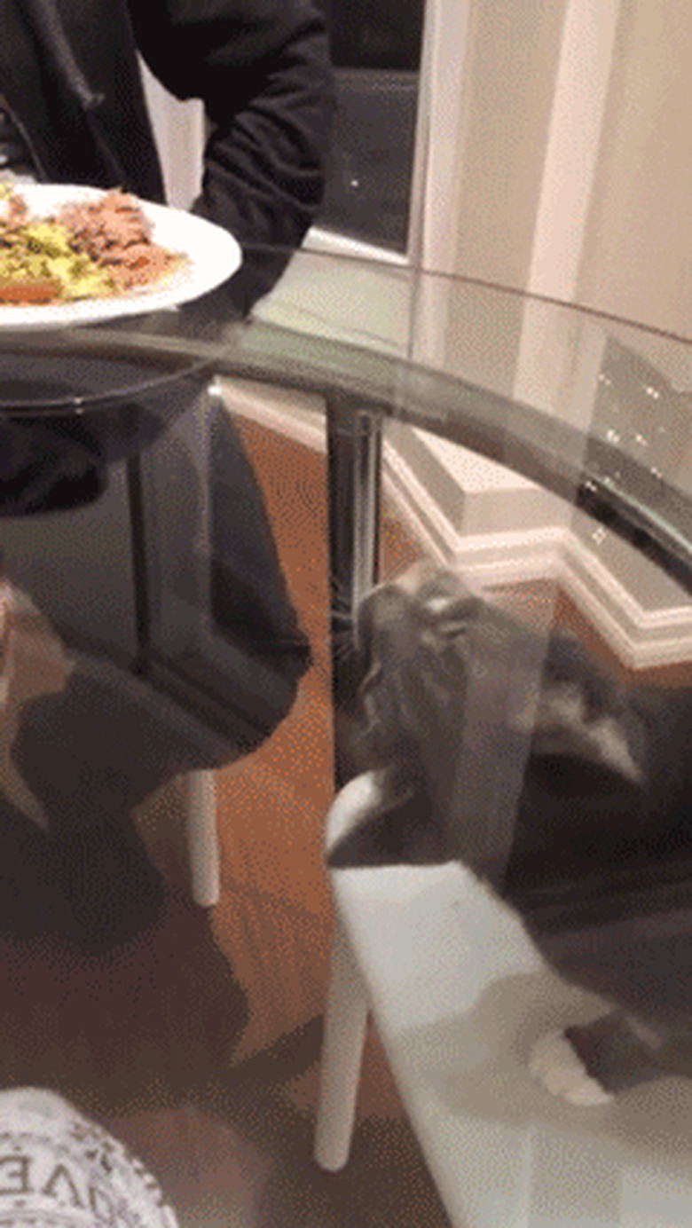 cat tries to eat food under glass table