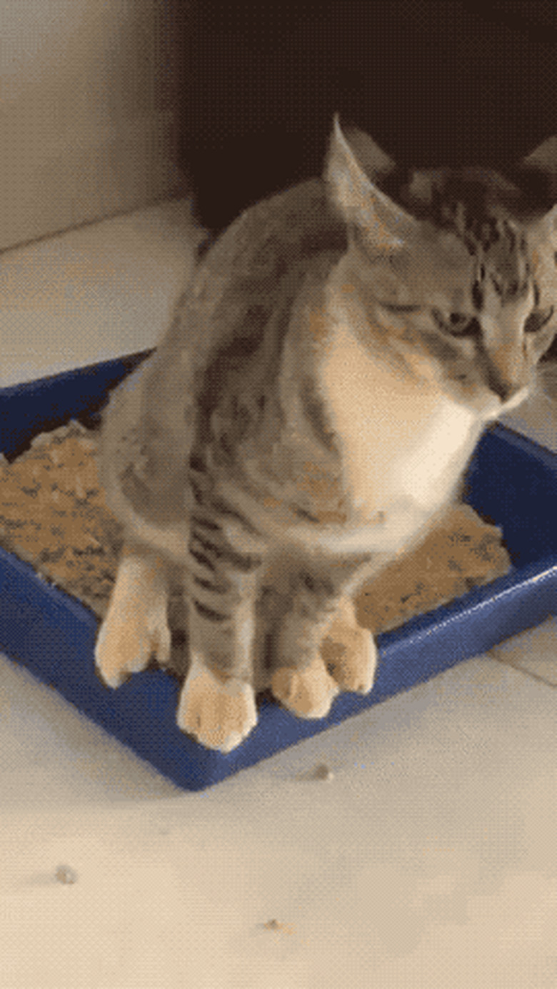 cat tips litter box over