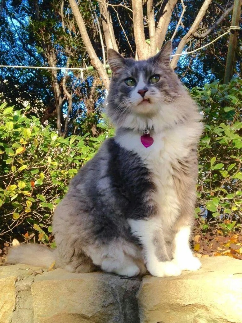 Cat looking super annoyed