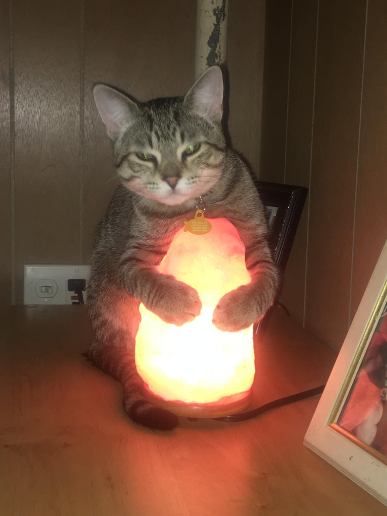 Cat hugging salt lamp